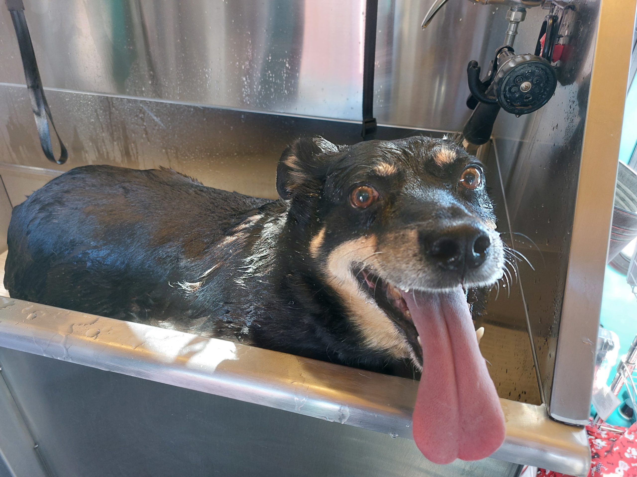 Soggy Doggy Pet Wash offers convenient DIY service