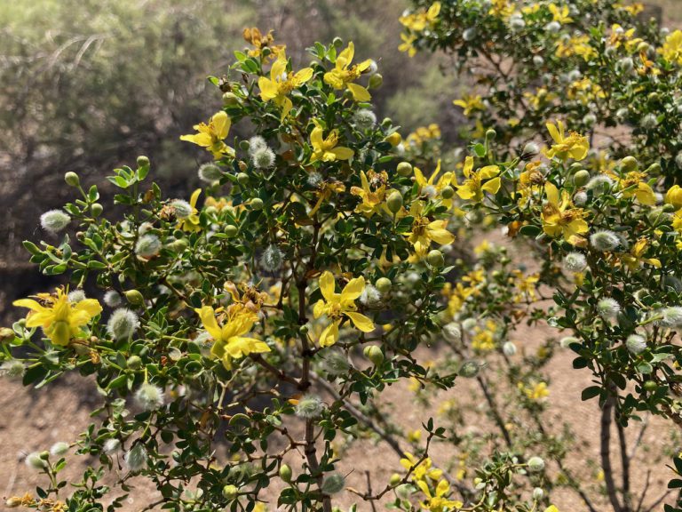 Creosote