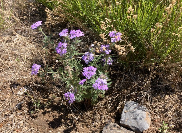 Purple flower in bloom