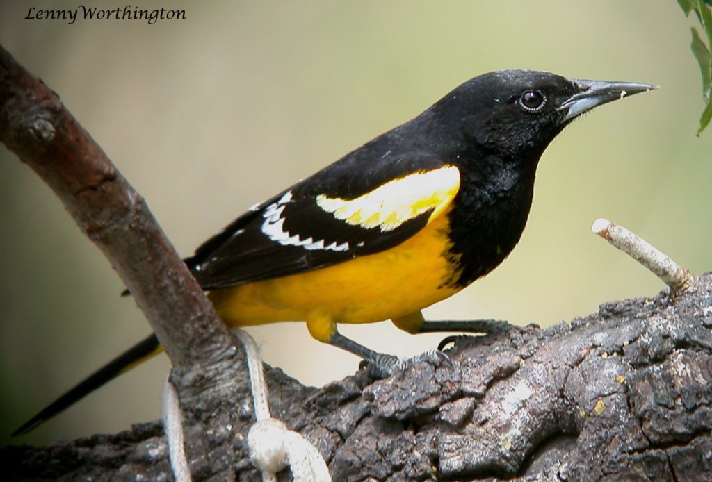2022 Birdathon begins May 8