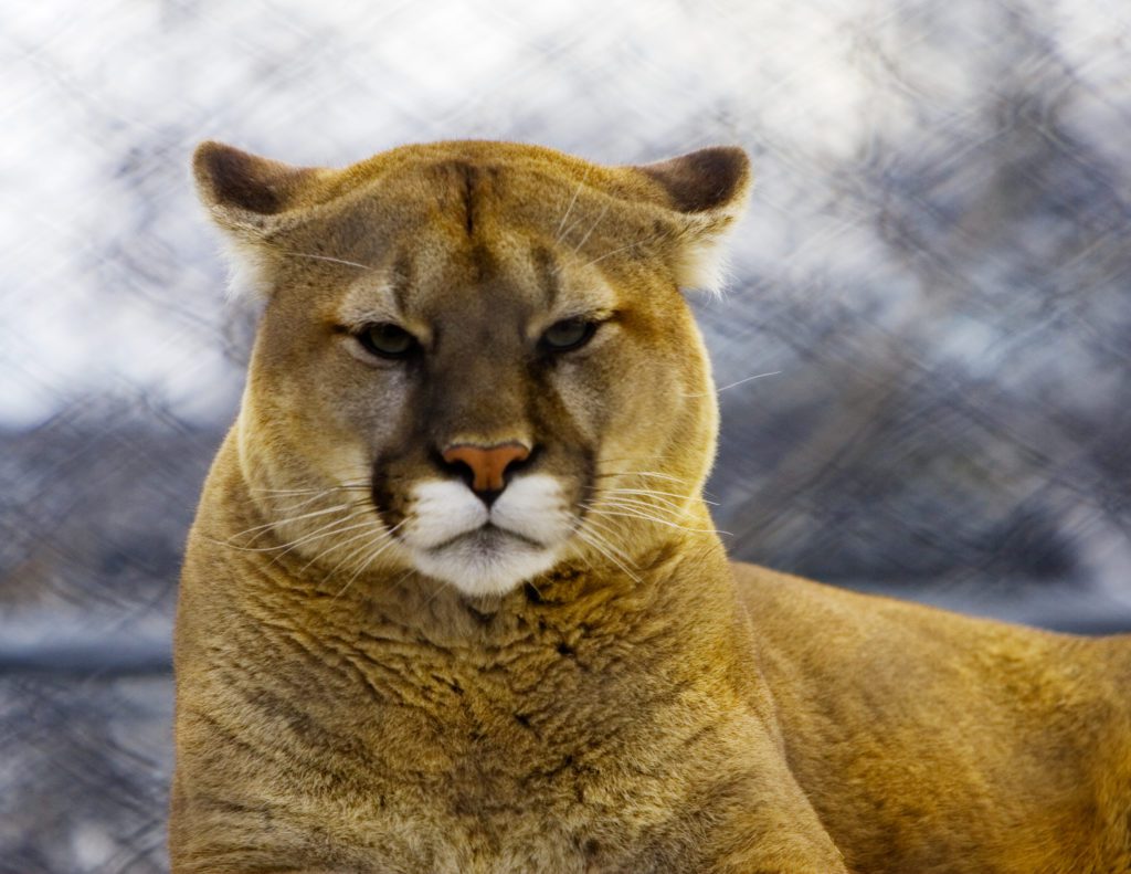 Mountain Lion sightings keep residents in homes