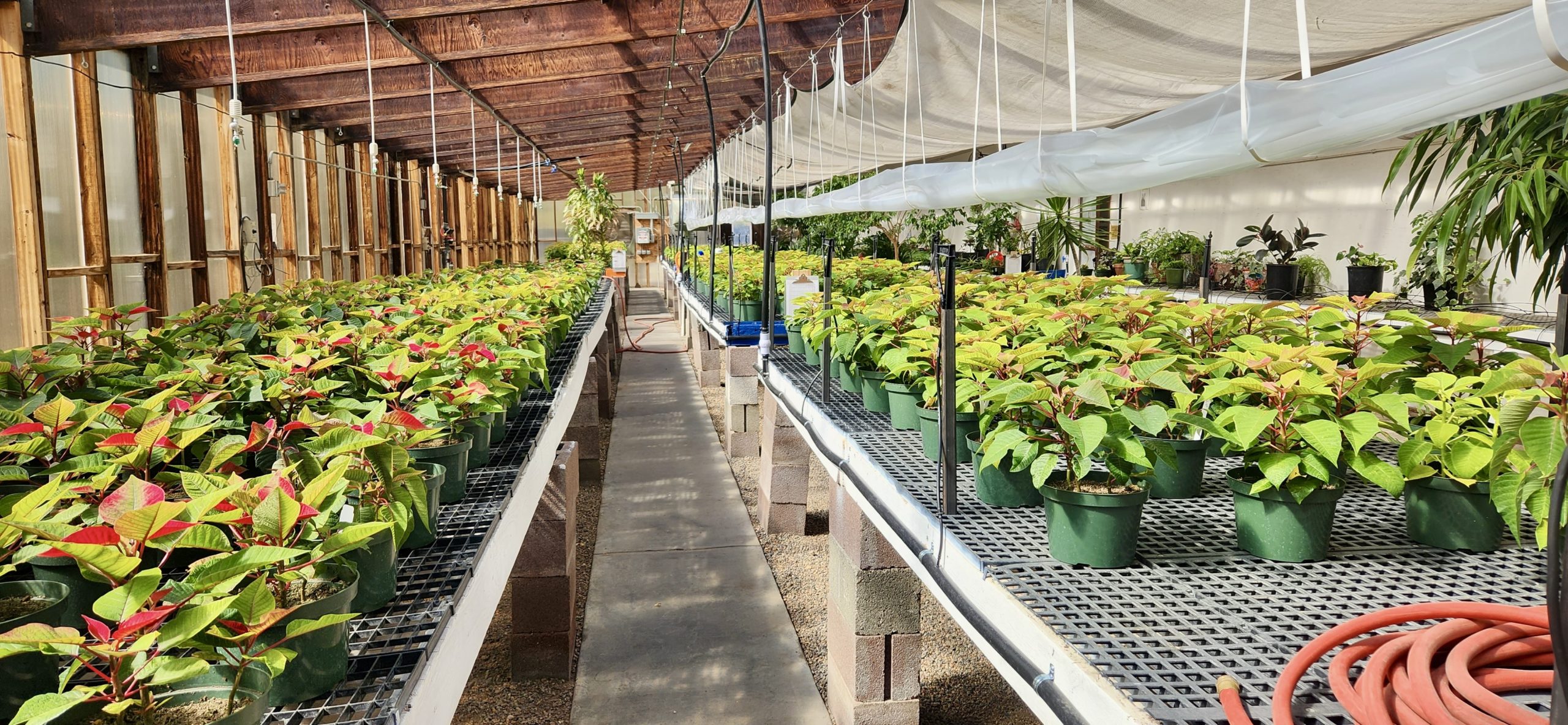 Greenhouse Grown Poinsettias