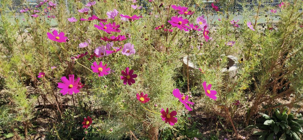 City Greenhouse Pollinator Garden