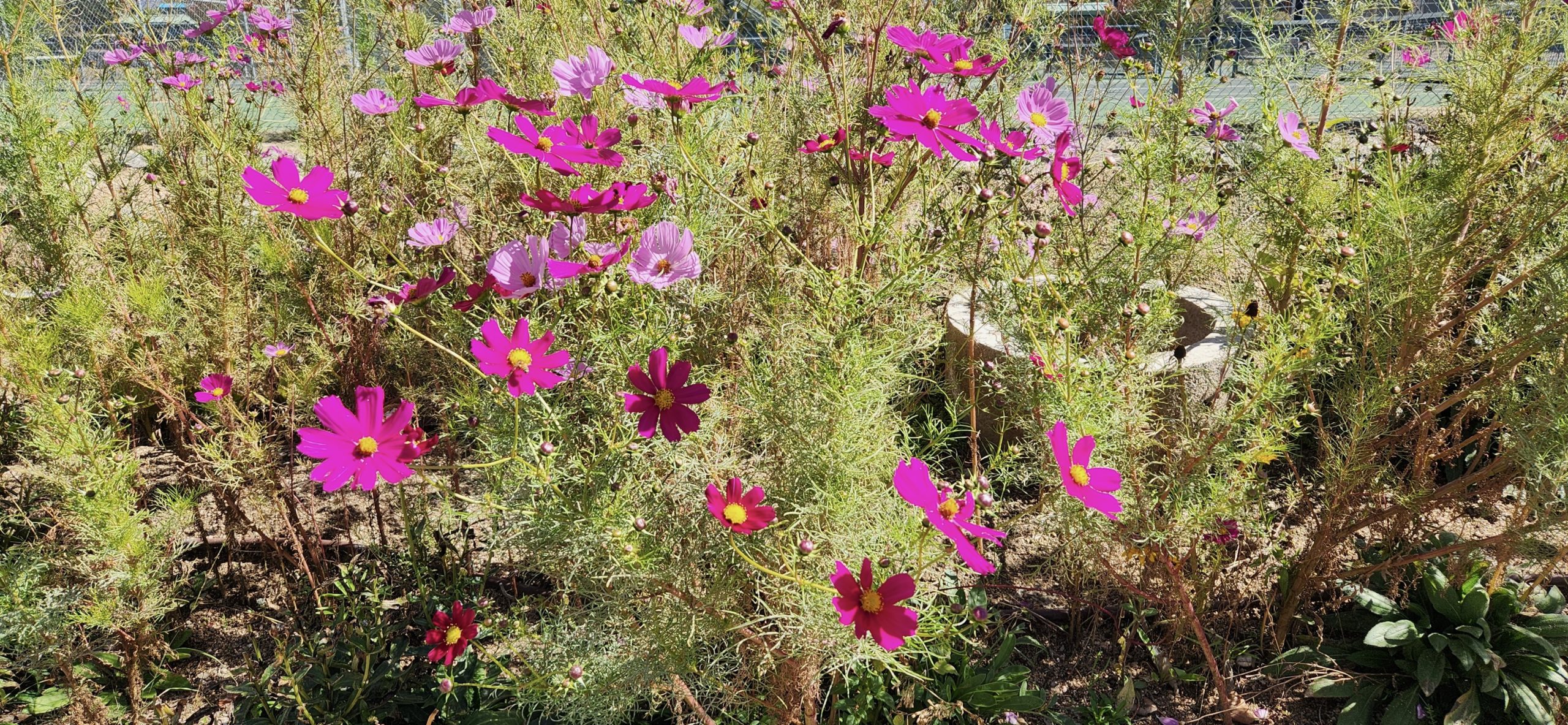 City Greenhouse Pollinator Garden