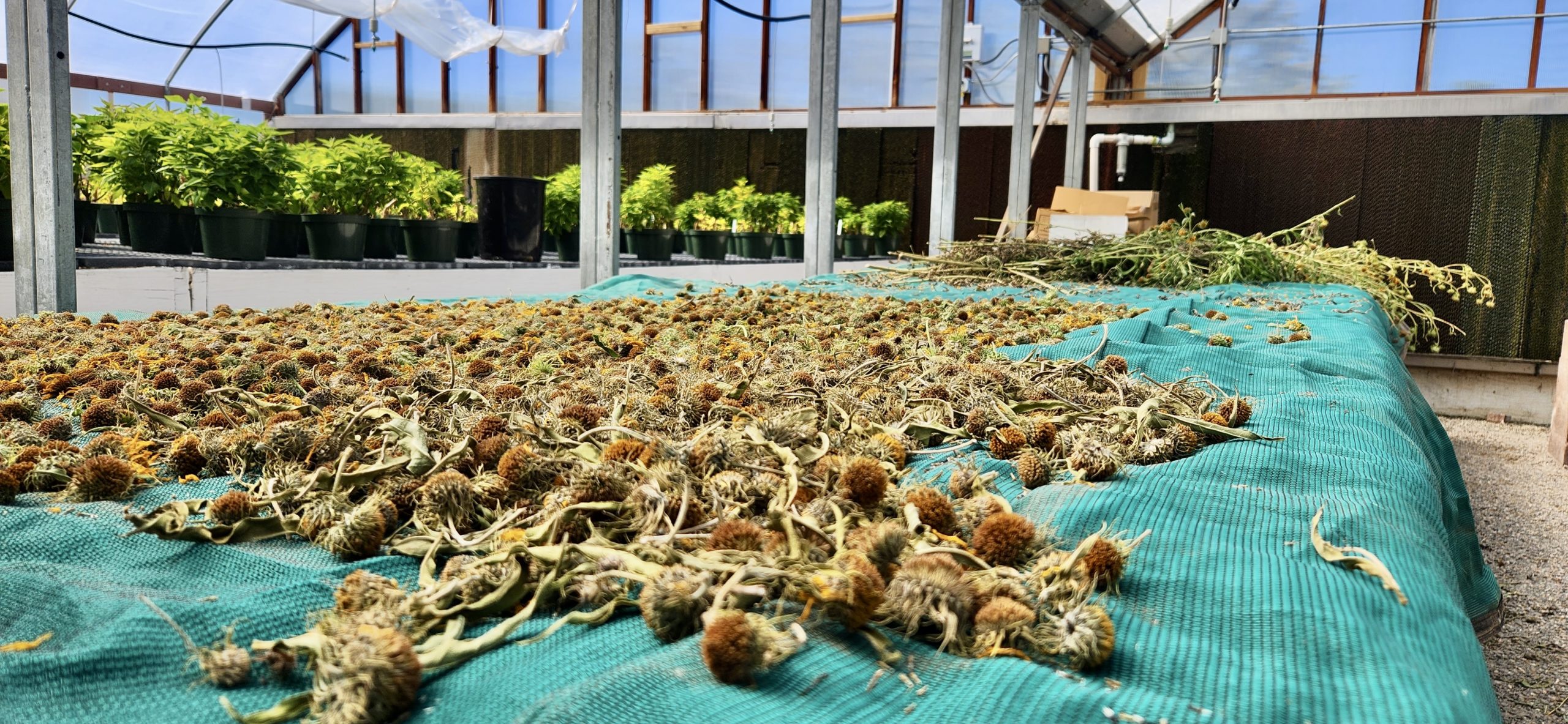 Flower Deadheading Process