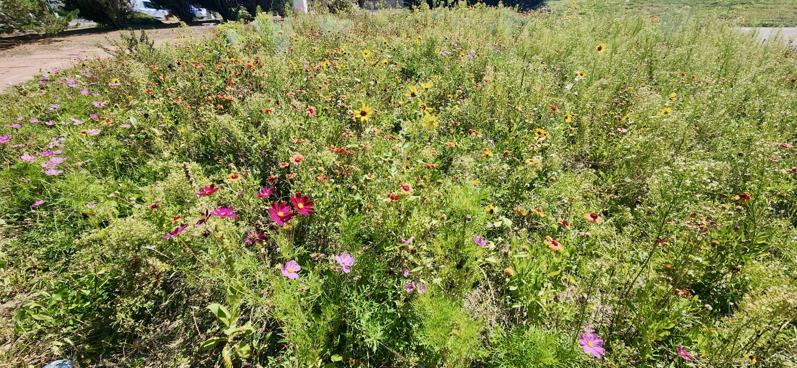 APD Xeriscape Memorial Garden