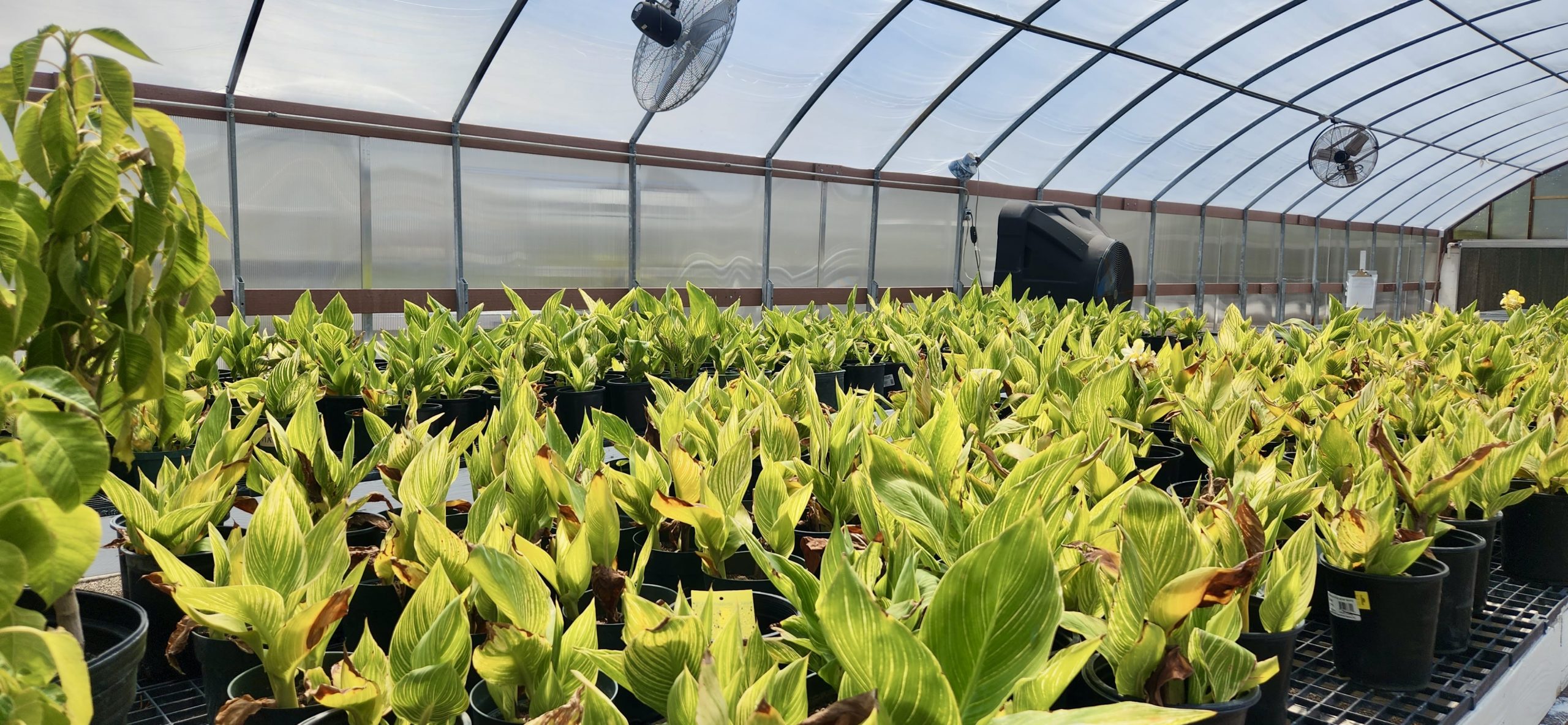 100-year-old Canna-Lillies