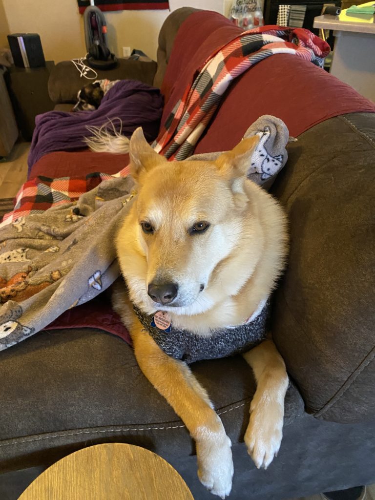 Pit bull attacks seniors, dogs on Playful Meadows Dr.